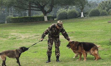 退役的军犬都被送到哪里了,那些退役的军人过得怎么样