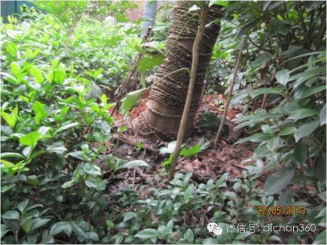 园林景观交付前十三道评估项,园林交付评估细节有哪些