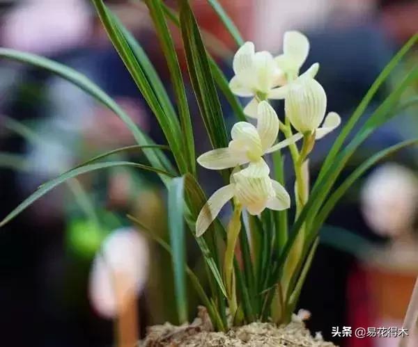 兰花春兰四大名品,兰花十大名品是哪些