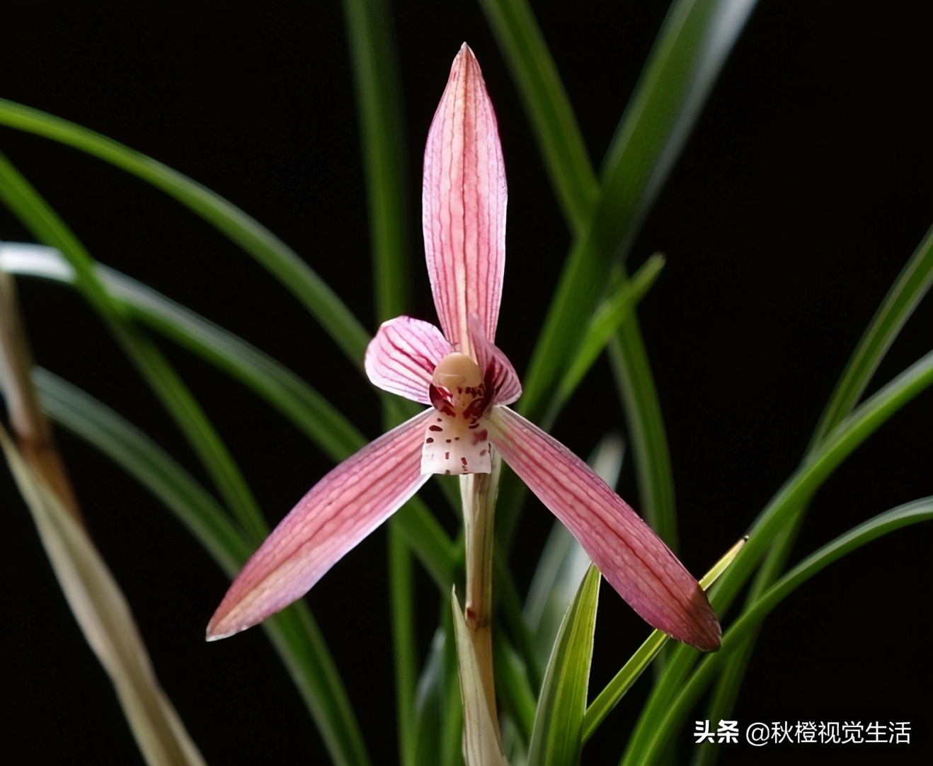 兰花为什么价格这么高,兰花为什么受世人喜爱