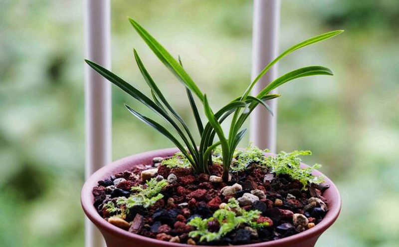 养兰花一年不会死的秘诀,养兰花避开3点基本上不会烂根了