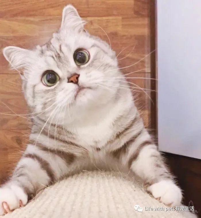 猫咪视力,猫咪的视力是什么样的