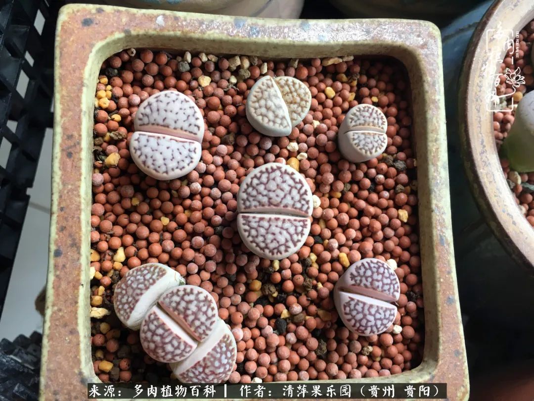 生石花庭院,晶莹剔透的生石花