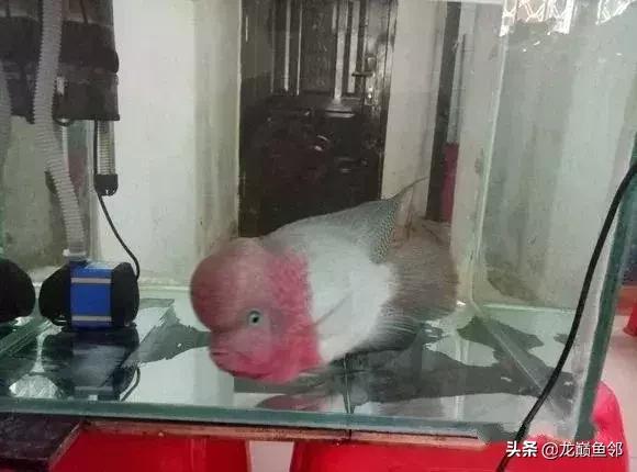 罗汉鱼的另类打开方式——爱您就给您痛的印记