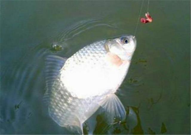 三月鲫和三春鲫,三月鲫好钓吗