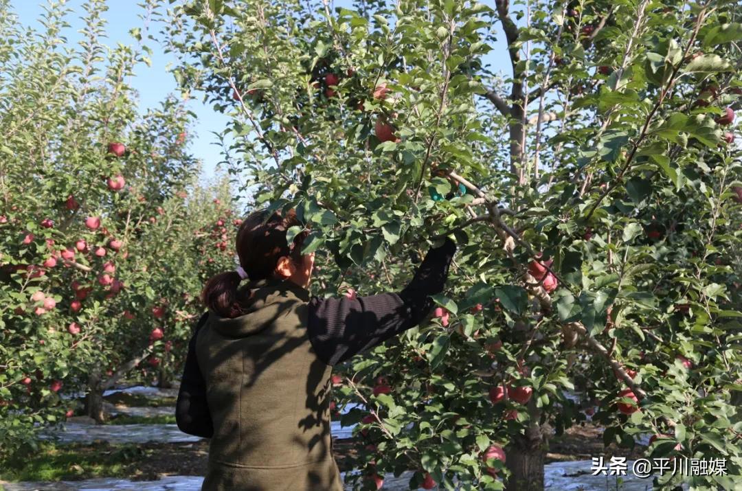 又香又脆又甜的苹果,好吃的苹果又脆又甜青苹果