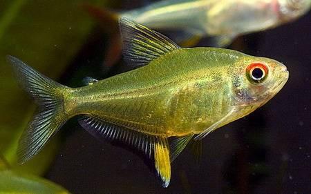 草缸灯鱼专用灯,草缸专用灯防太阳