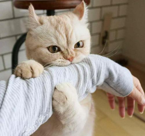 猫咪打441怎么才能不反抗,猫咪不喜欢主人亲近但是不反抗