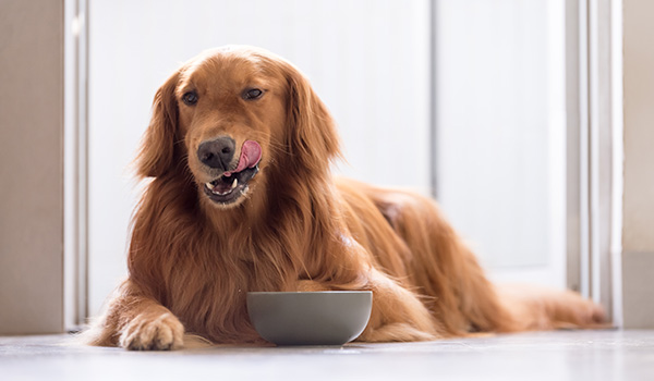 狗狗吃生鸡肉会出现什么状况,狗狗吃生鸡肉会得什么病