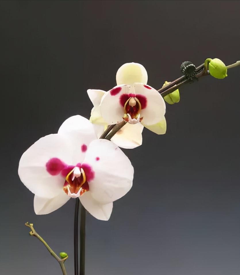 鍏拌姳绉嶇被鍥鹃壌,鐪嬭姦澶磋鲸鍏拌姳绉嶇被