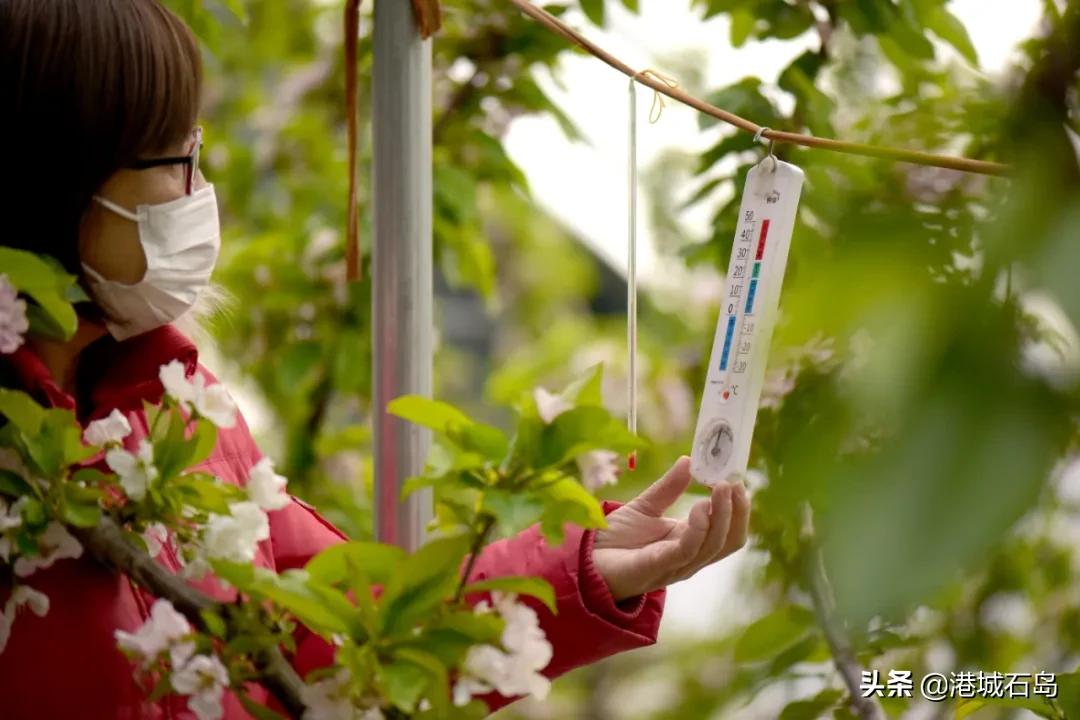 石岛即将开发的项目,石岛的项目