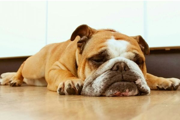 狗狗为什么老做梦,狗狗经常做梦是不是更聪明