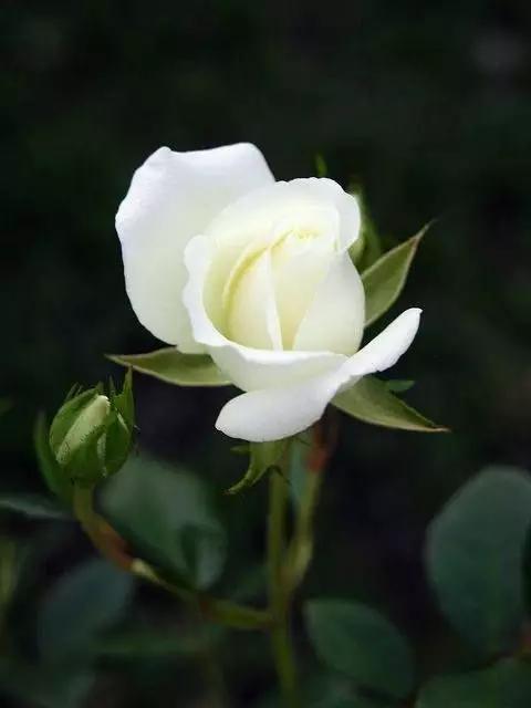 至爱之花,至爱之花歌曲