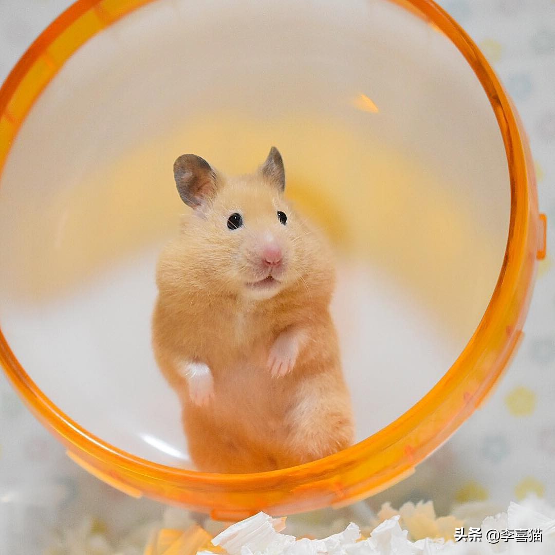 只养一只母仓鼠会孤单吗,仓鼠是独居动物不能两只一起养吗