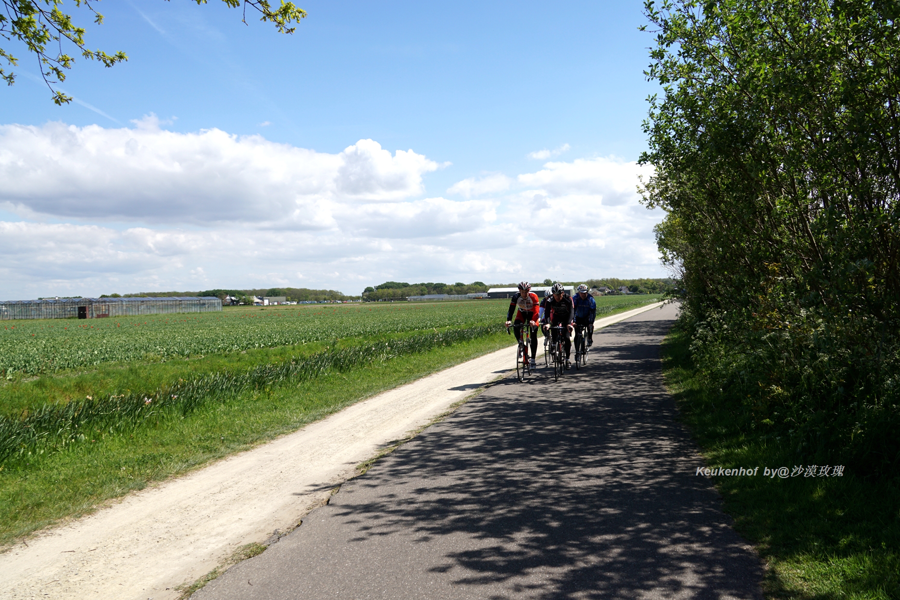 带你观赏荷兰郁金香,荷兰郁金香花海什么时候开