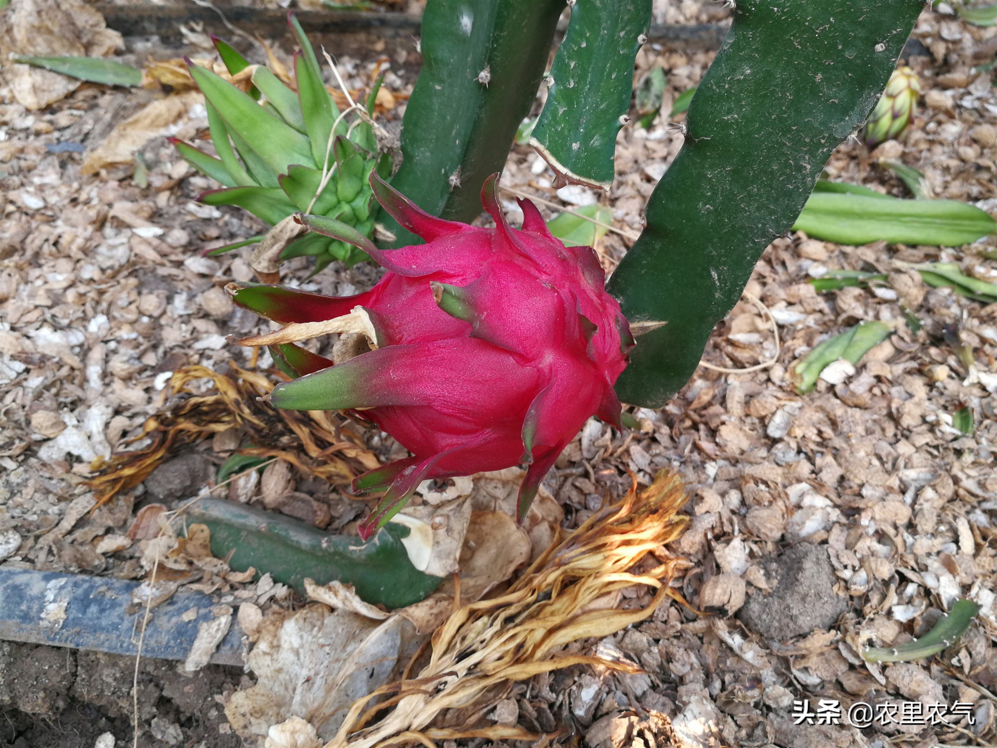 关于农业种植火龙果,火龙果的丰收方法