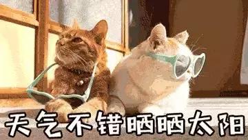 如何用茶梗去除新车气味,新车内部气味怎么去除