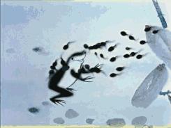 这只黑猫我等了30多年，今天终于断了念想