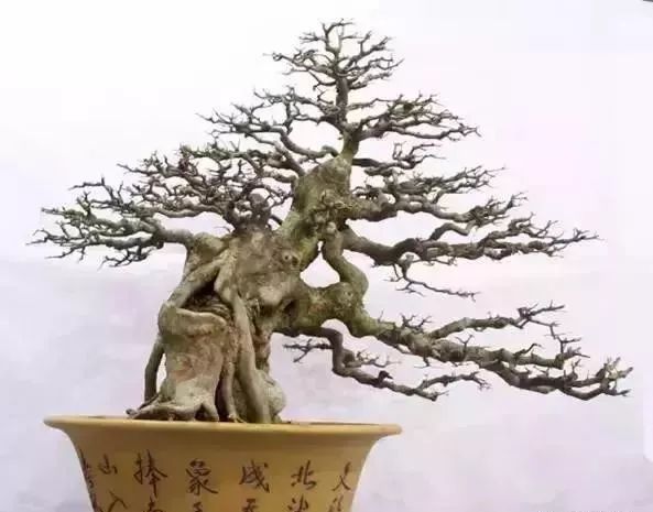 古朴自然盆景欣赏,造型极美的盆景一起来欣赏