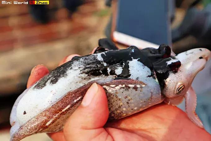 藏在日照的海边，竟然有一处世外桃源，赶海，捕鱼，温馨民宿……