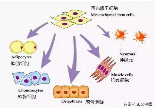 脾主运化的生理有什么表现,脾主四肢是什么意思