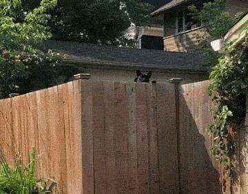 无聊的动图,无聊gif搞笑图