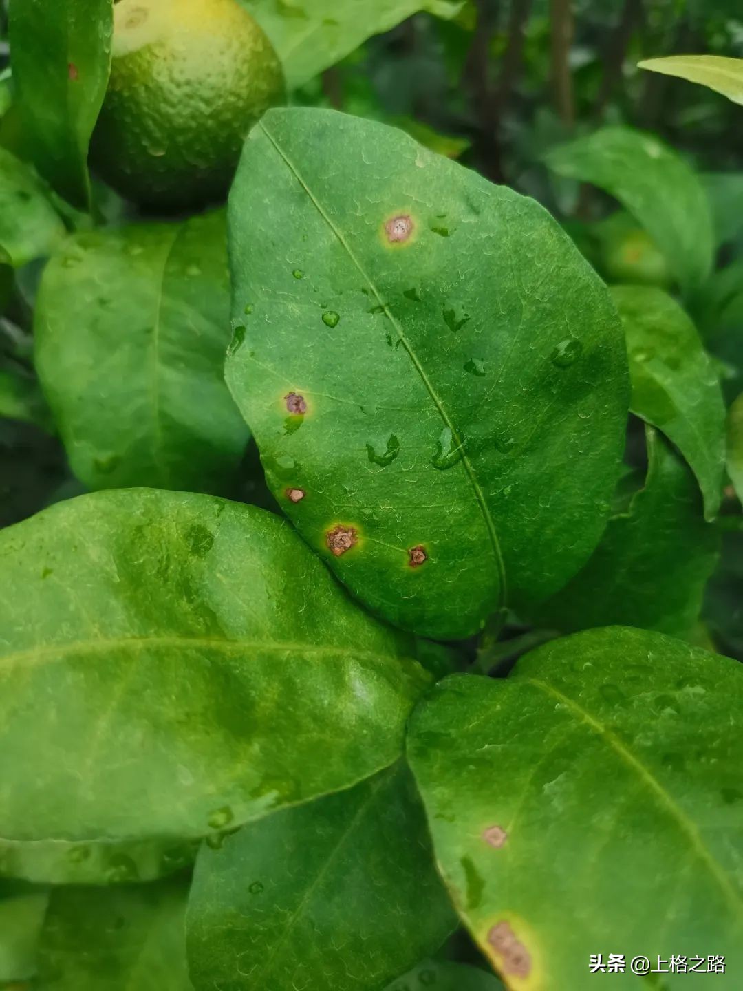 柑橘溃疡病防控口诀,丙森锌能预防柑橘溃疡病吗