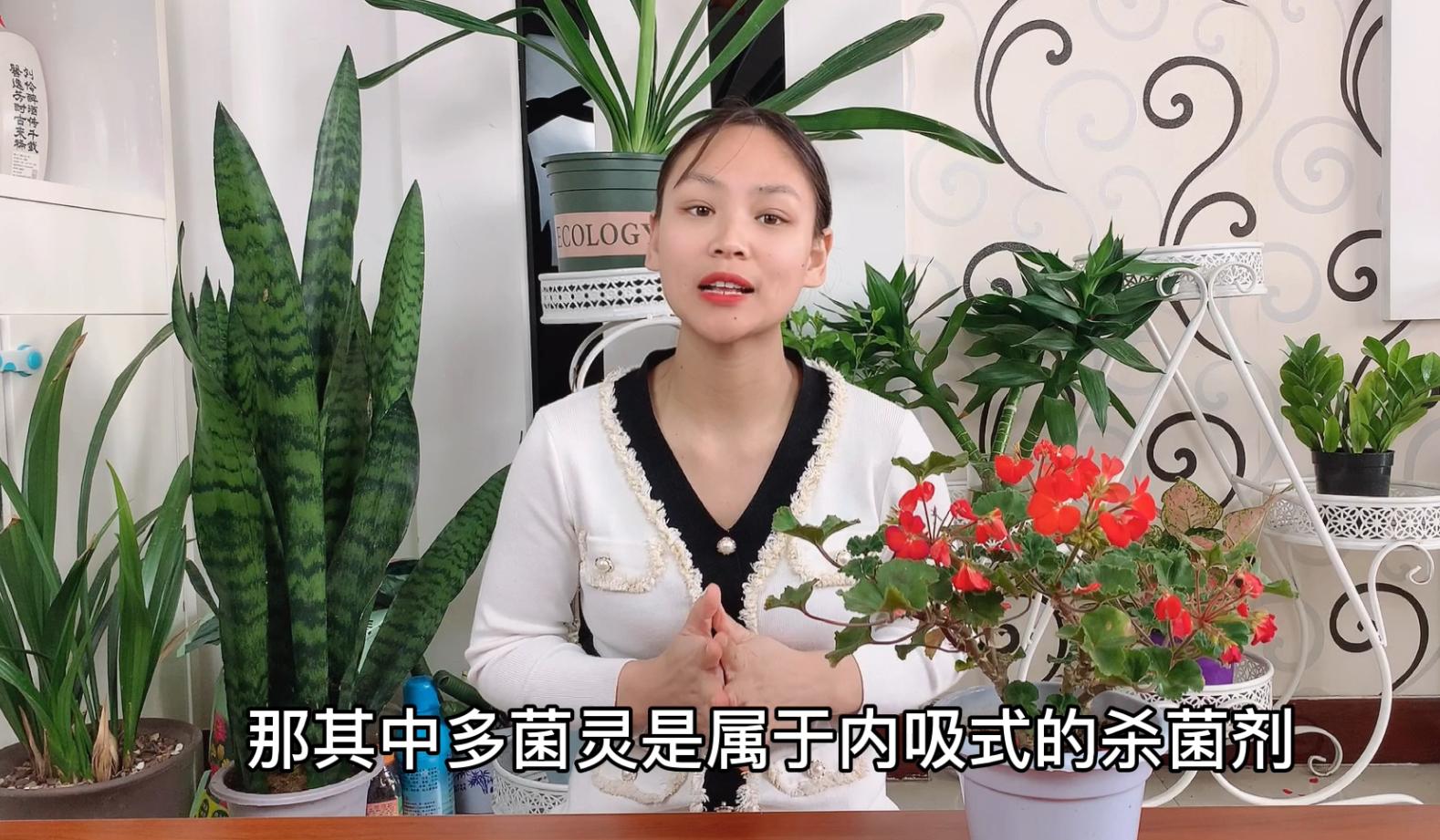 花的根部有白霉菌怎么办,花长霉菌了怎么办小妙招