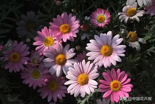 花园必备植物大全,花园常用植物科普