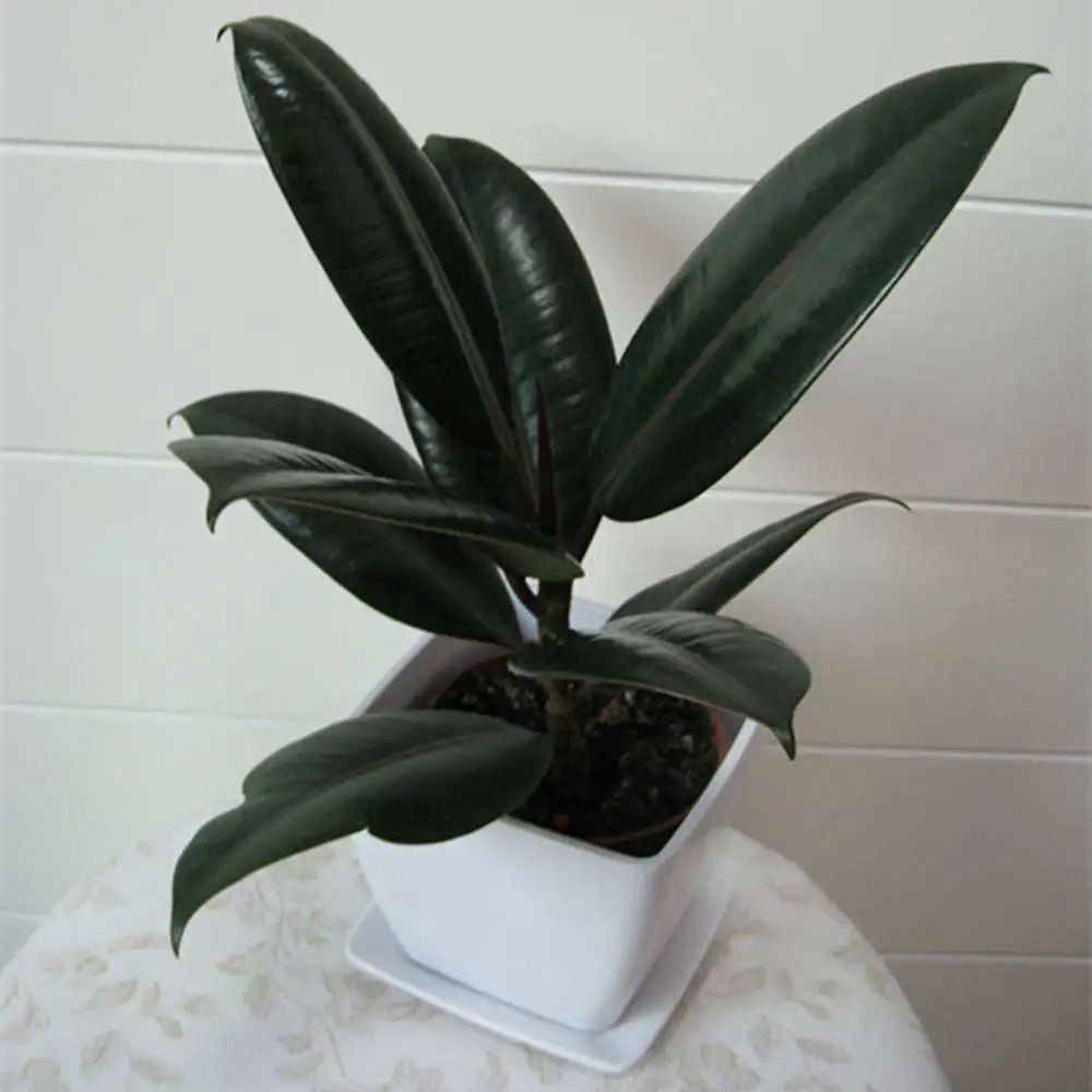 除甲醛最好的花是什么品种,房间养什么花可以除甲醛味