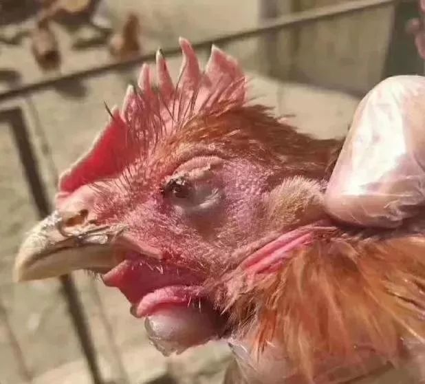 鸡肿头肿脸眼睛睁不开，用什么药物好的快？