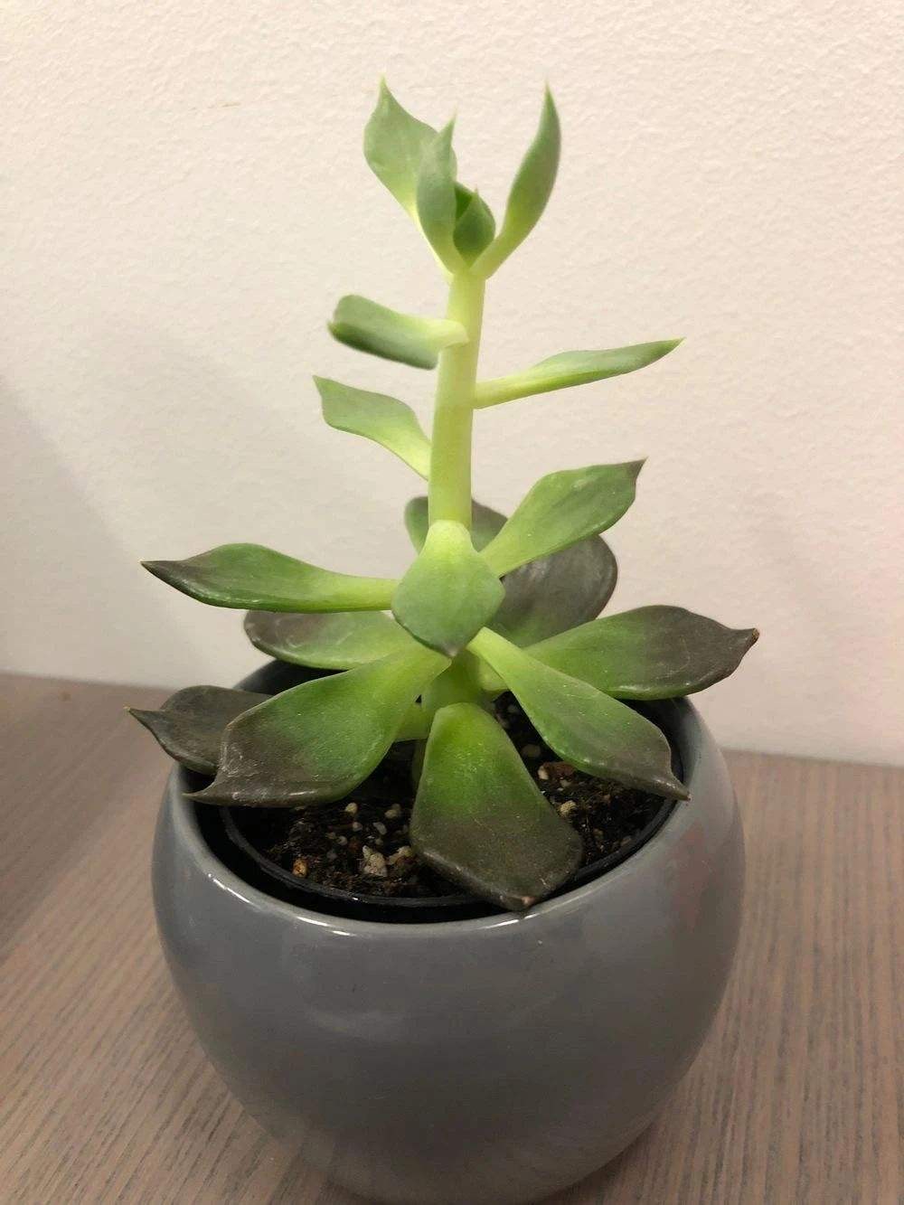 花徒长要怎么处理,花儿徒长怎么办