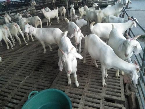 南通海安美食特产,南通特色美食学习