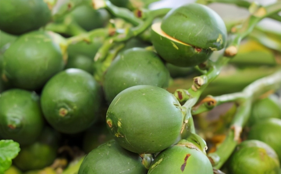 槟榔是什么为什么年轻人都喜欢嚼,槟榔有什么含义