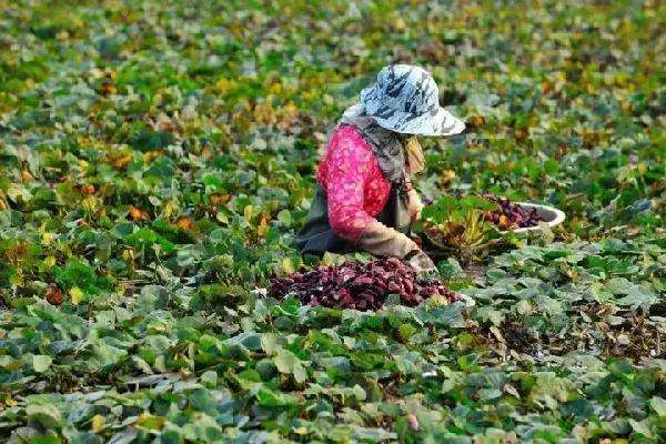 风波不信菱枝弱整首诗意思,风波不信菱枝弱全文