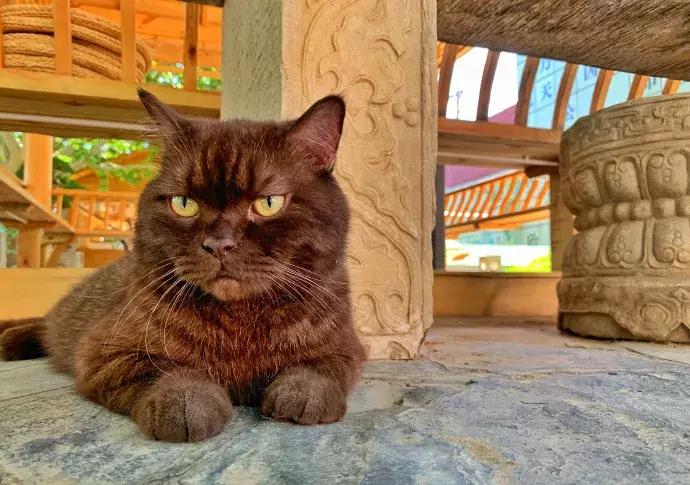 年纪大了老忘事语言表达也不利索,年龄大了忘事怎么办视频