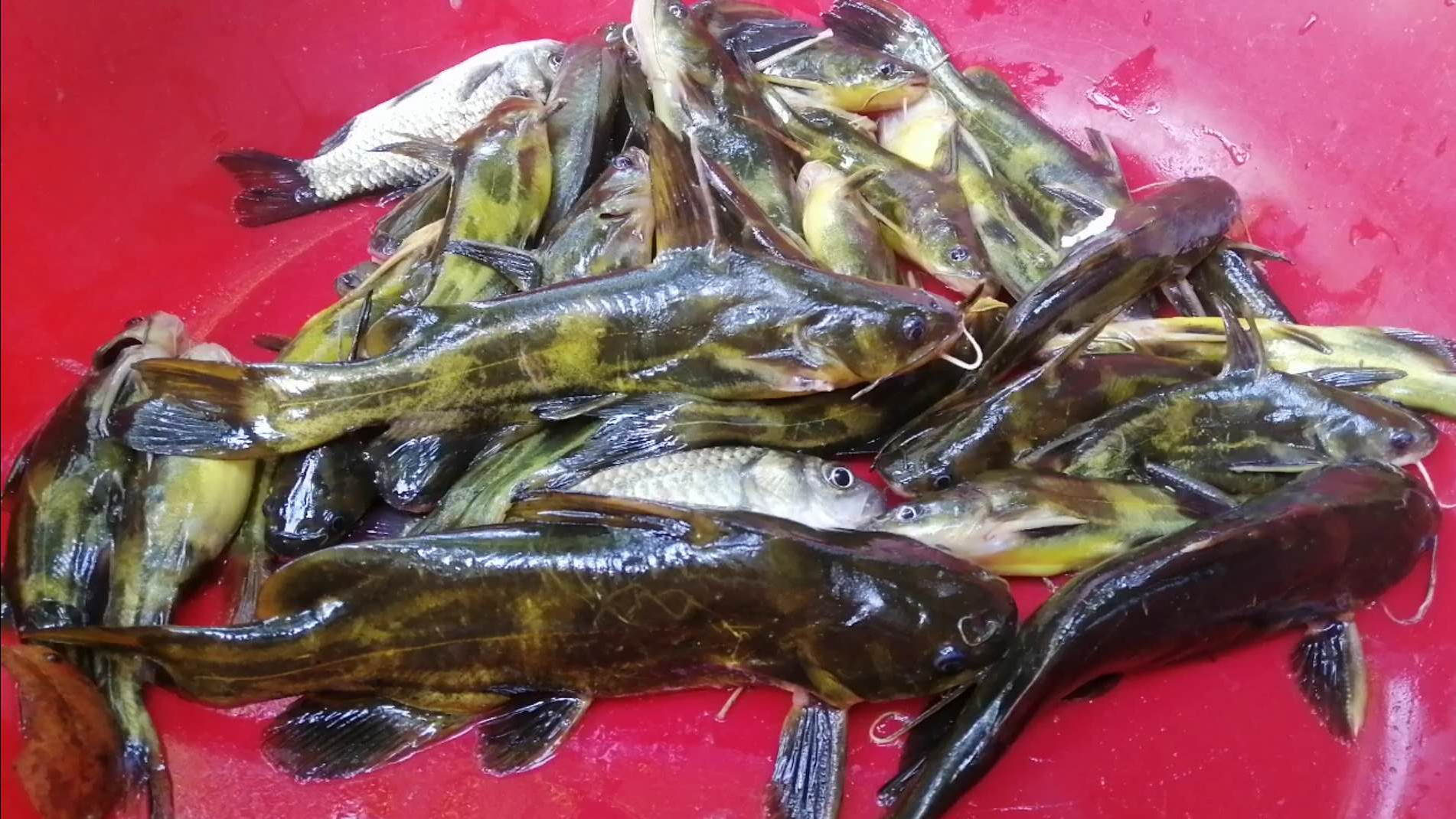 农村老爸用蚯蚓钓了一堆黄颡鱼,看他如何快速去除昂刺鱼土腥味?