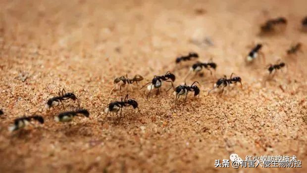 蚂蚁进屋怎么驱赶,蚂蚁进家了用什么能赶走