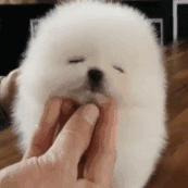 什么样才算纯种狗？纯种狗是怎么培育出来的？