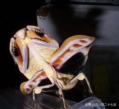 最强节肢动物排行榜,攻击力最强的十种节肢动物