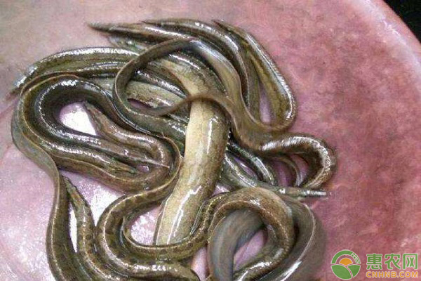 刀鳅鱼多少钱一条,刀鳅鱼是海鱼吗多少钱一斤