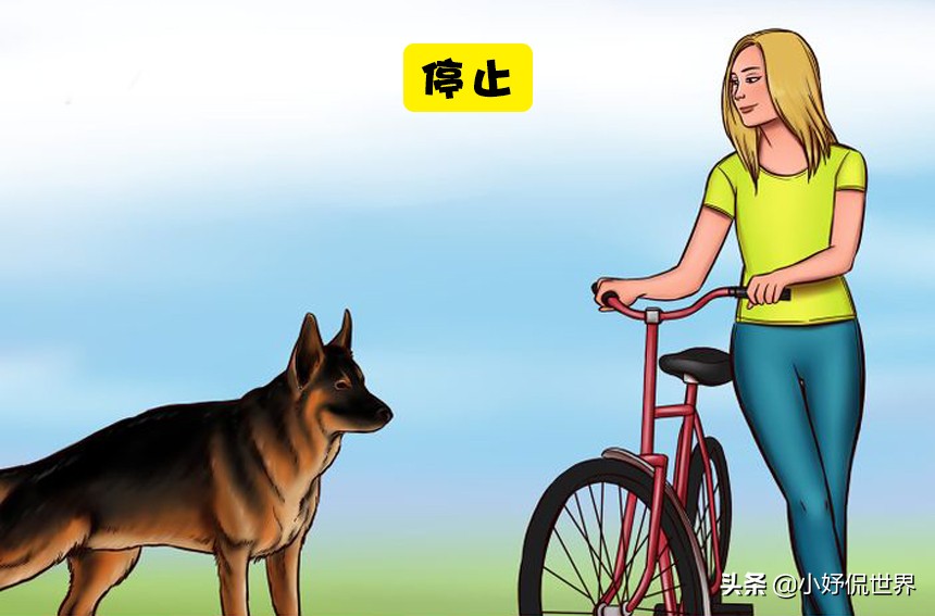 对待流浪狗伤人的方法,如何有效预防和减少流浪狗的出现