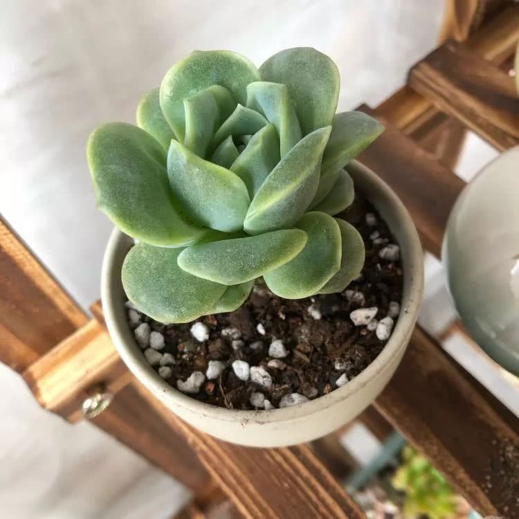 新手小白入坑多肉必看攻略,多肉新手入坑必备指南