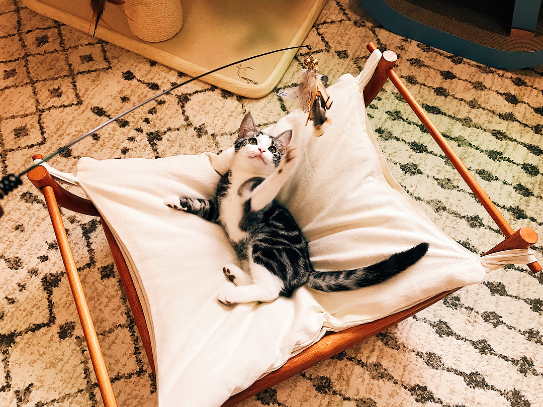 怎么培养猫咪玩游戏,猫咪如何玩儿游戏