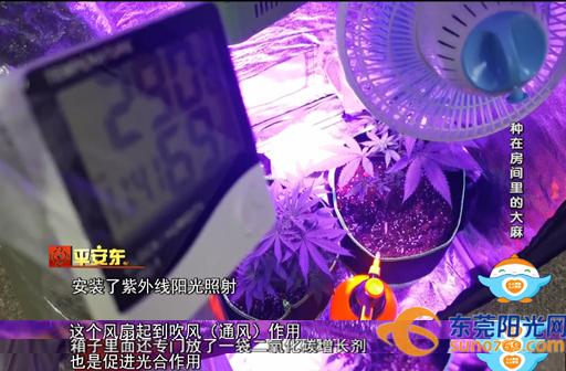 别人种花 你种*麻大**？抓！