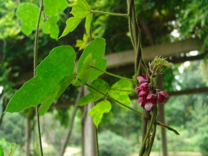 葛根在美国泛滥成灾,入侵美国的葛藤