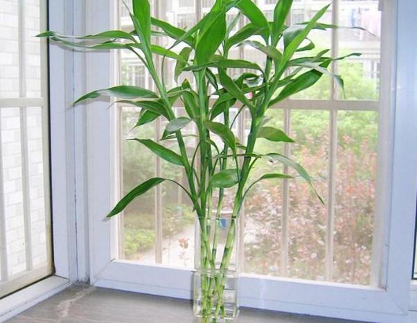 在家养花用的药,养花常见的虫子用什么药