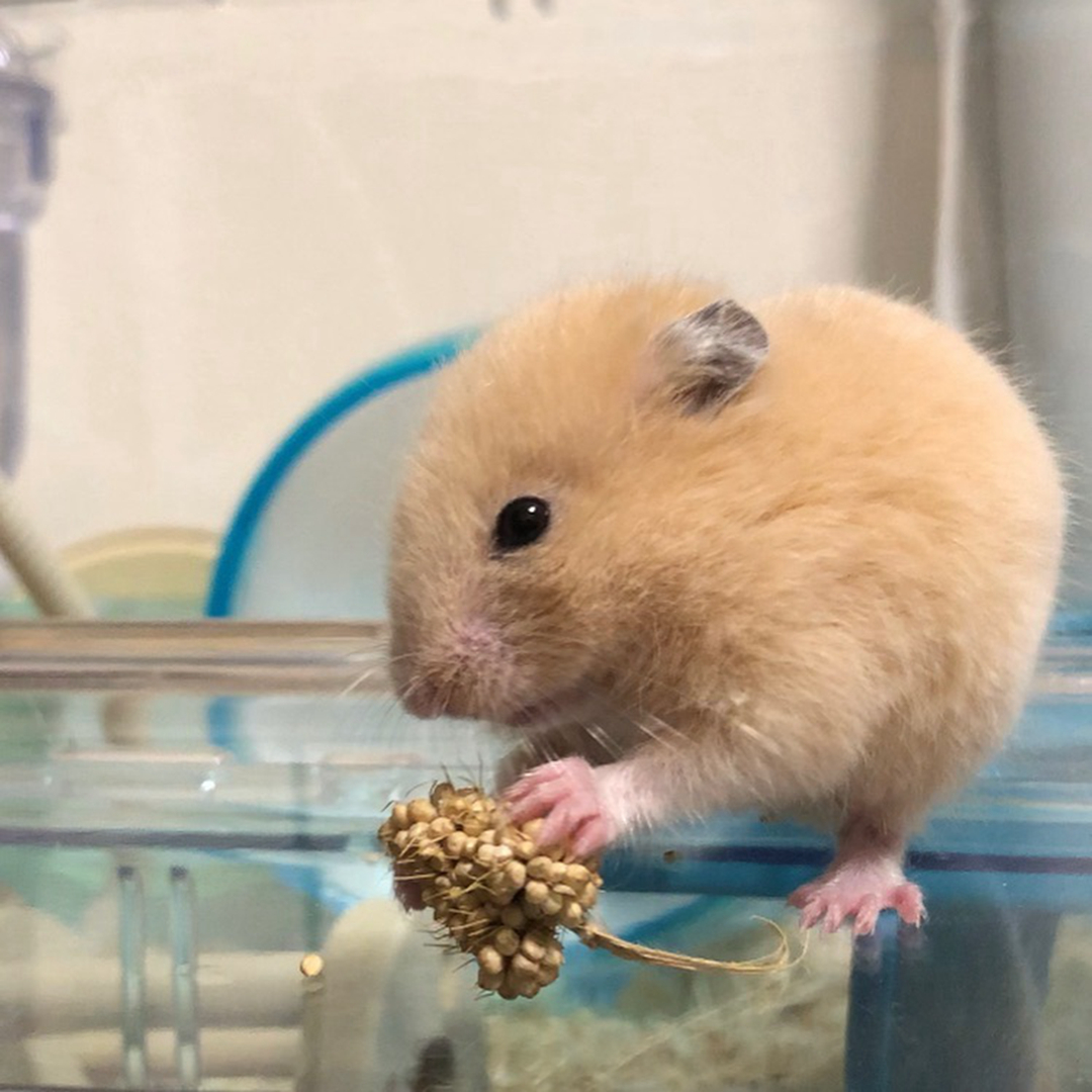 主人给仓鼠喂食物,主人给仓鼠加食物什么意思
