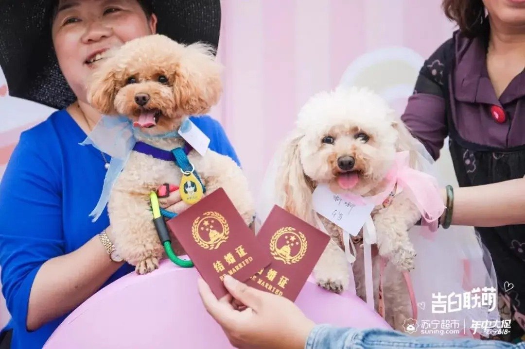 狗狗相亲大会30只柯基,柯基找对象要找有经验的大狗吗