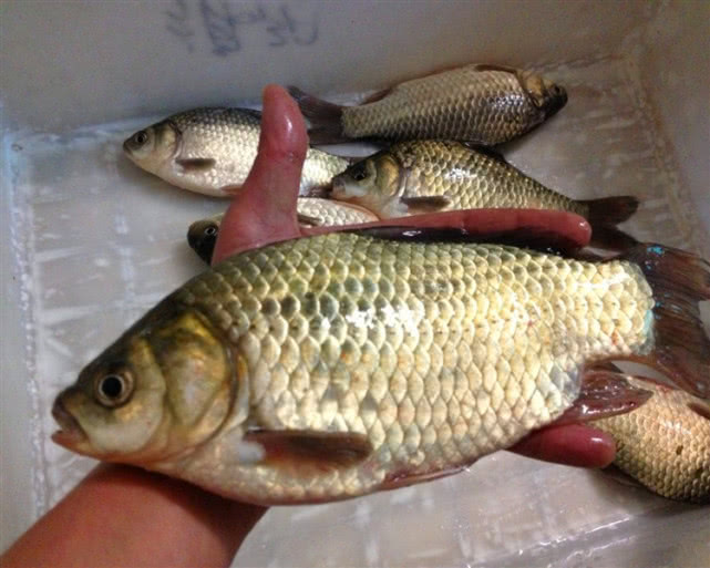 一种神奇钓法世代相传能钓各种鱼,四川钓谷麦的正确方法